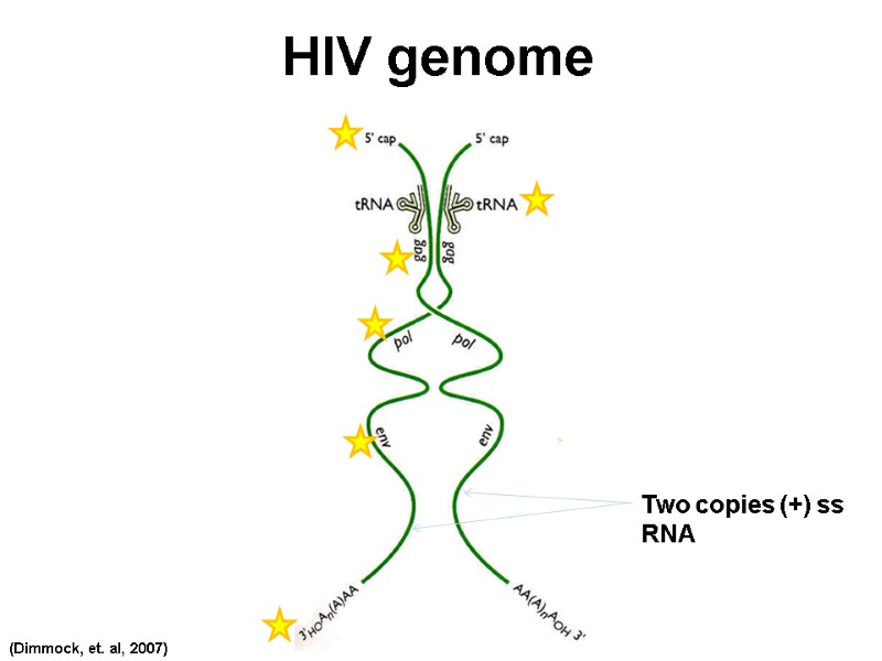 HIV genome Two copies (+) ss RNA (Dimmock, et. al, 2007)